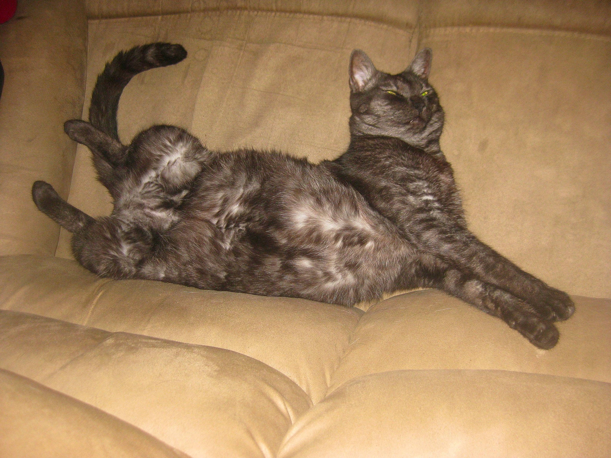 Jodie-venus joined the competition — help win amazing prizes! black_cat, canidae, carnivore, cat, claw, comfort, dog_breed, domestic_short_haired_cat, fawn, felidae, fur, grey, metal, paw, small_to_medium_sized_cats, snout, tail, terrestrial_animal, vehicle, whiskers