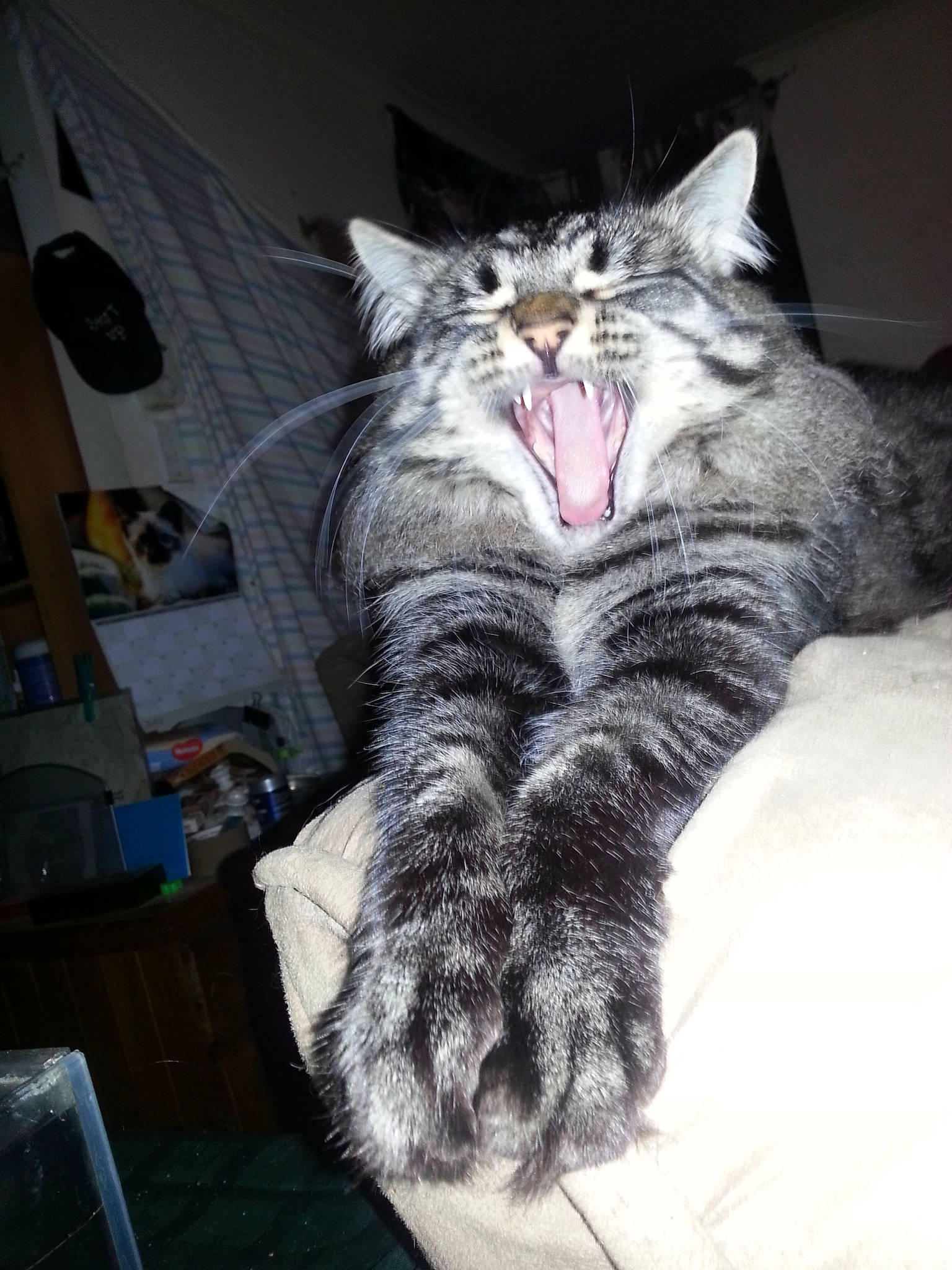 Sheldon Lee Cooper is registered to the contest to win money with this photo: bed, carnivore, cat, claw, comfort, domestic_short_haired_cat, fang, felidae, fur, grey, paw, small_to_medium_sized_cats, snout, tail, whiskers, yawn