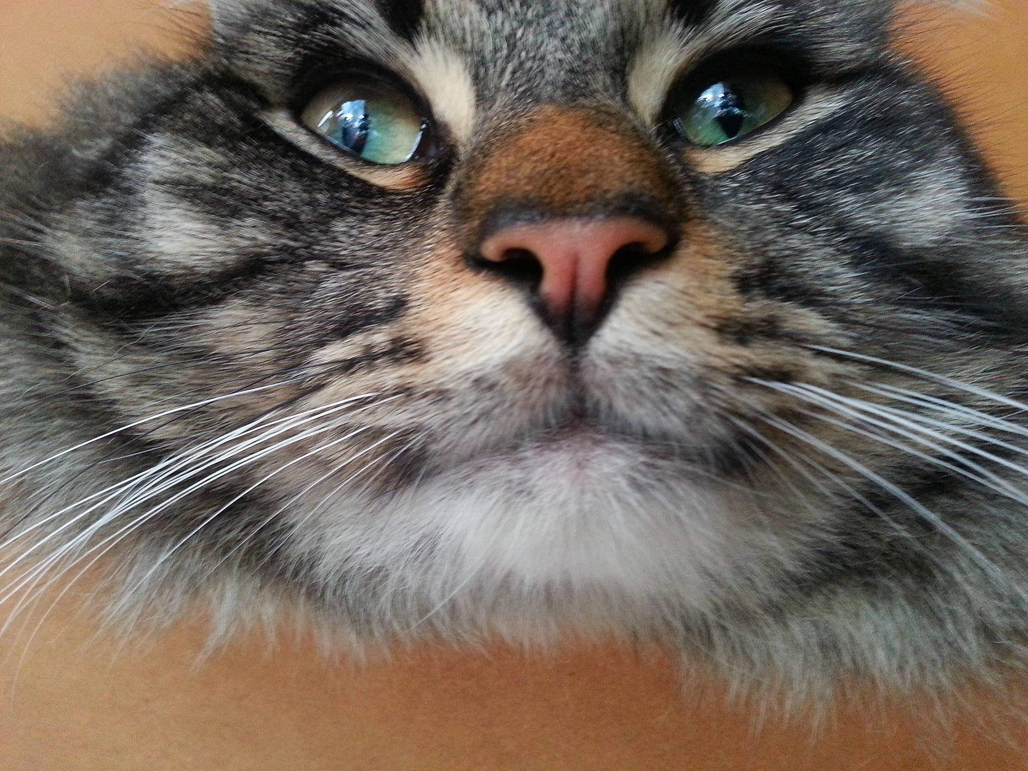 Sheldon Lee Cooper is registered to the contest to win money with this photo: carnivore, cat, close_up, curious, felidae, fur, photography, small_to_medium_sized_cats, snout, terrestrial_animal, whiskers