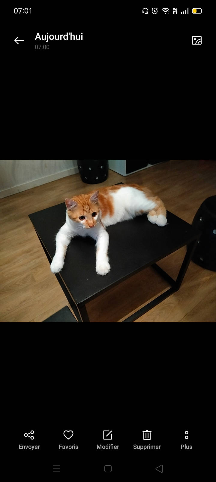 Walter a rejoint le concours — aidez-le/la à gagner de superbes lots ! canidae, carnivore, cat, companion_dog, dog, dog_breed, felidae, floor, flooring, fur, paw, photo_caption, puppy, small_to_medium_sized_cats, sporting_group, tail, whiskers