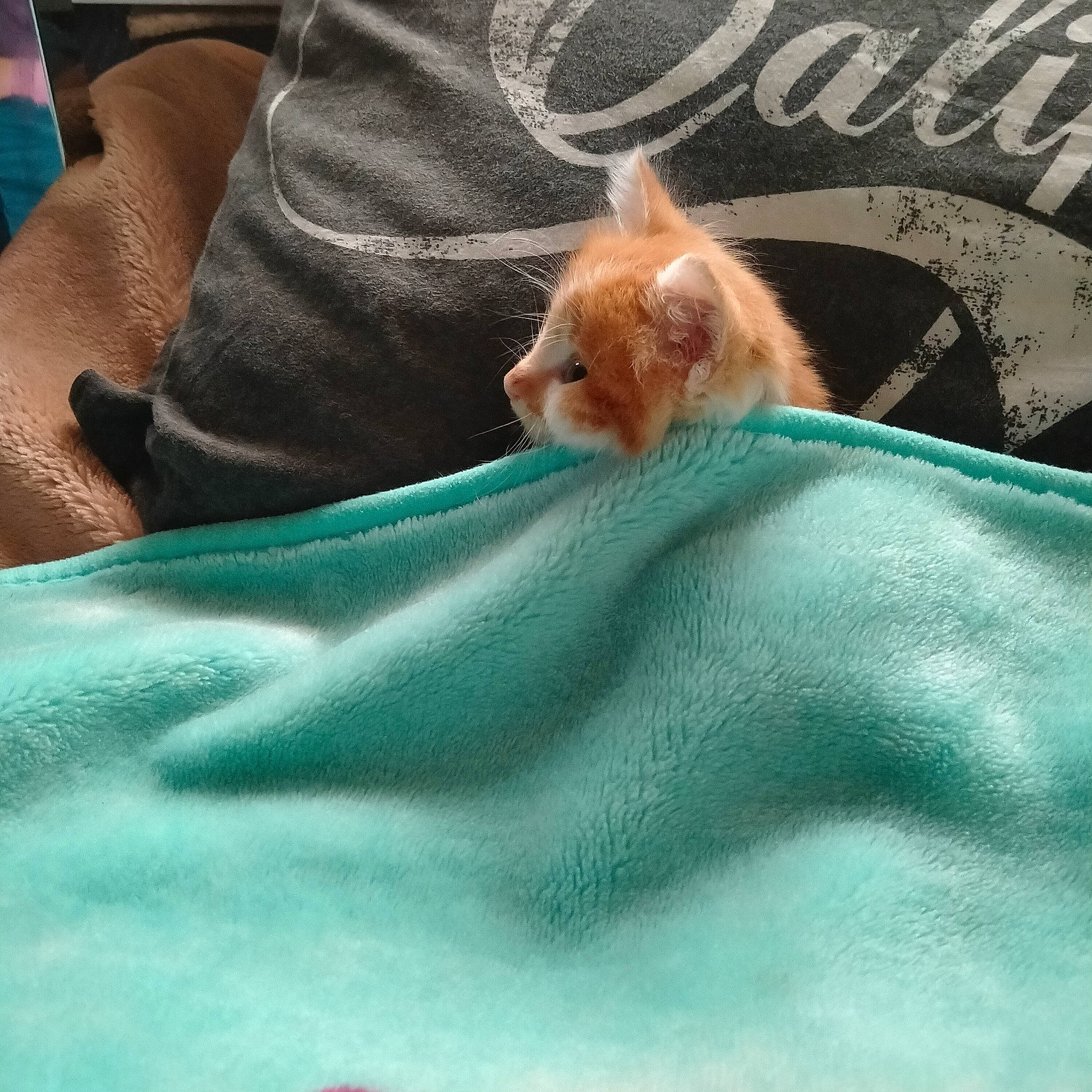 Walter a rejoint le concours — aidez-le/la à gagner de superbes lots ! canidae, carnivore, cat, fawn, felidae, kitten, textile, whiskers