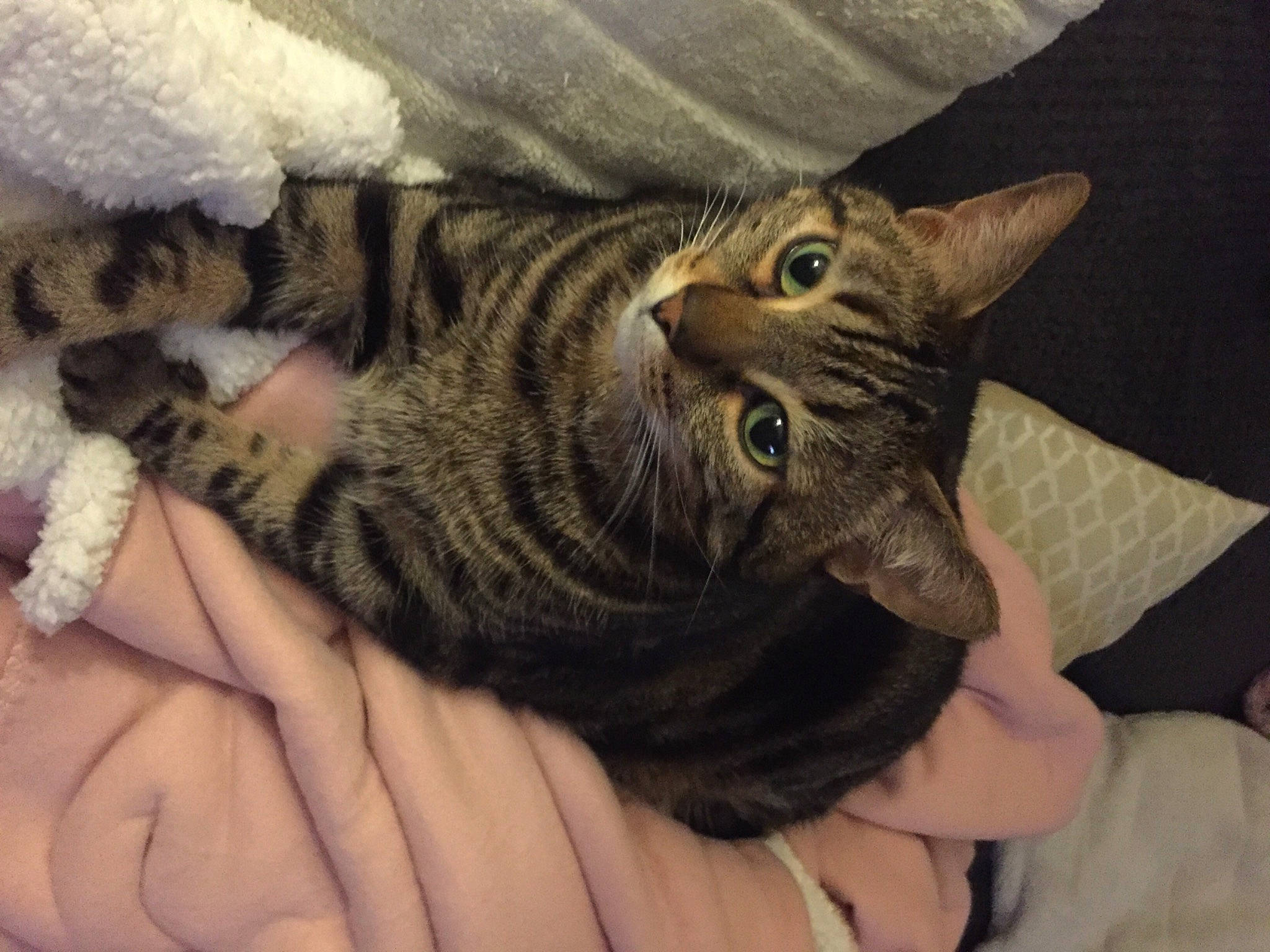 Kovu a rejoint le concours — aidez-le/la à gagner de superbes lots ! carnivore, cat, claw, comfort, domestic_short_haired_cat, ear, felidae, finger, fur, gesture, hand, mammal, nail, paw, small_to_medium_sized_cats, snout, tail, thumb, vertebrate, whiskers