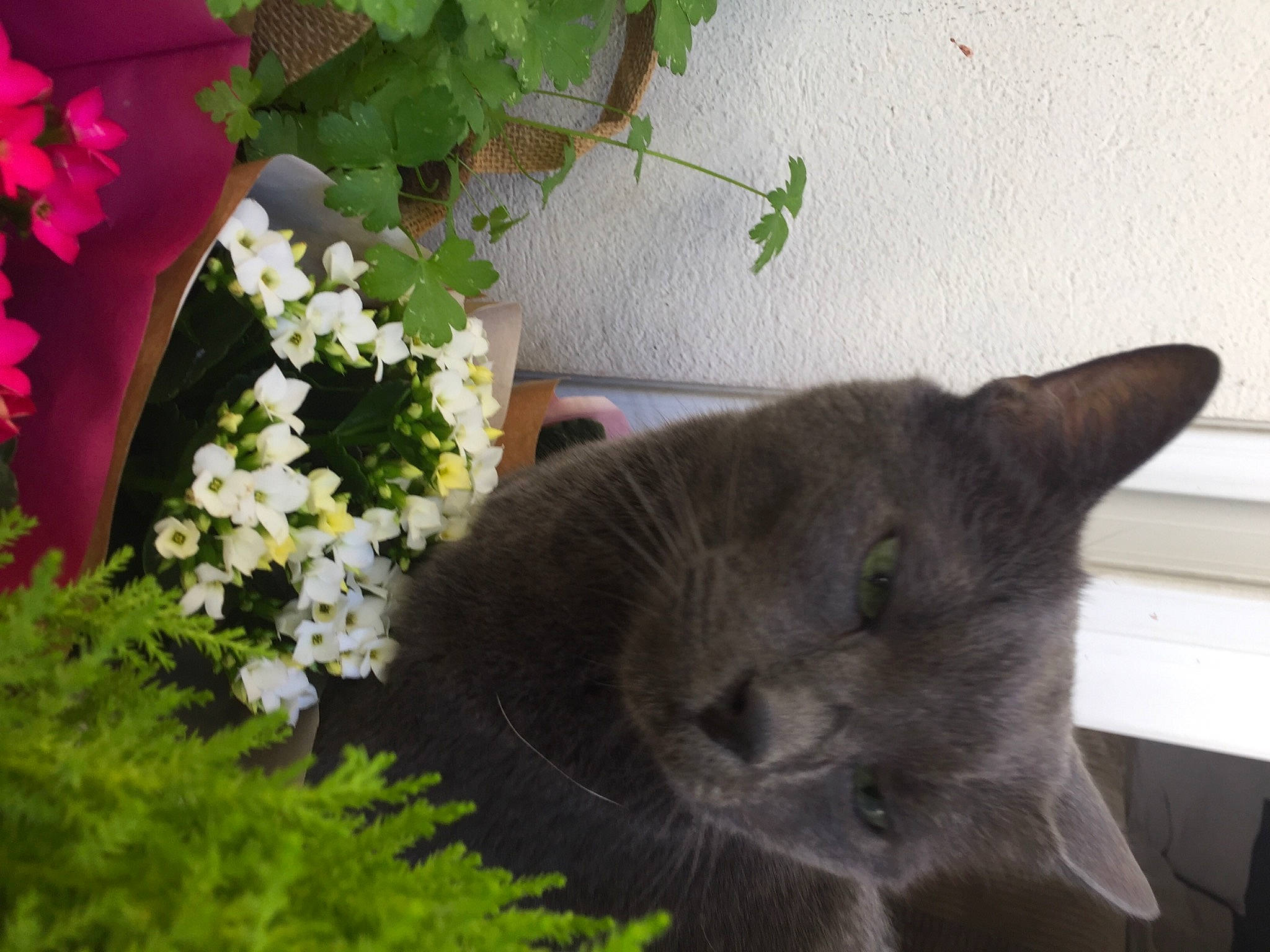 Asko participe au concours pour gagner de l'argent avec cette photo : annual_plant, carnivore, cat, cut_flowers, felidae, flower, flower_arranging, flowering_plant, flowerpot, grass, groundcover, herbaceous_plant, petal, plant, russian_blue, shrub, small_to_medium_sized_cats, tail, tree, whiskers