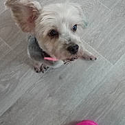 Maya participe au concours pour gagner de l'argent avec cette photo : accessories, animal, baby, bodypart, canine, clothing, dog, footwear, hat, homedecor, leash, linen, person, pet, poodle, puppy, shoe, strap, terrier, whitedog