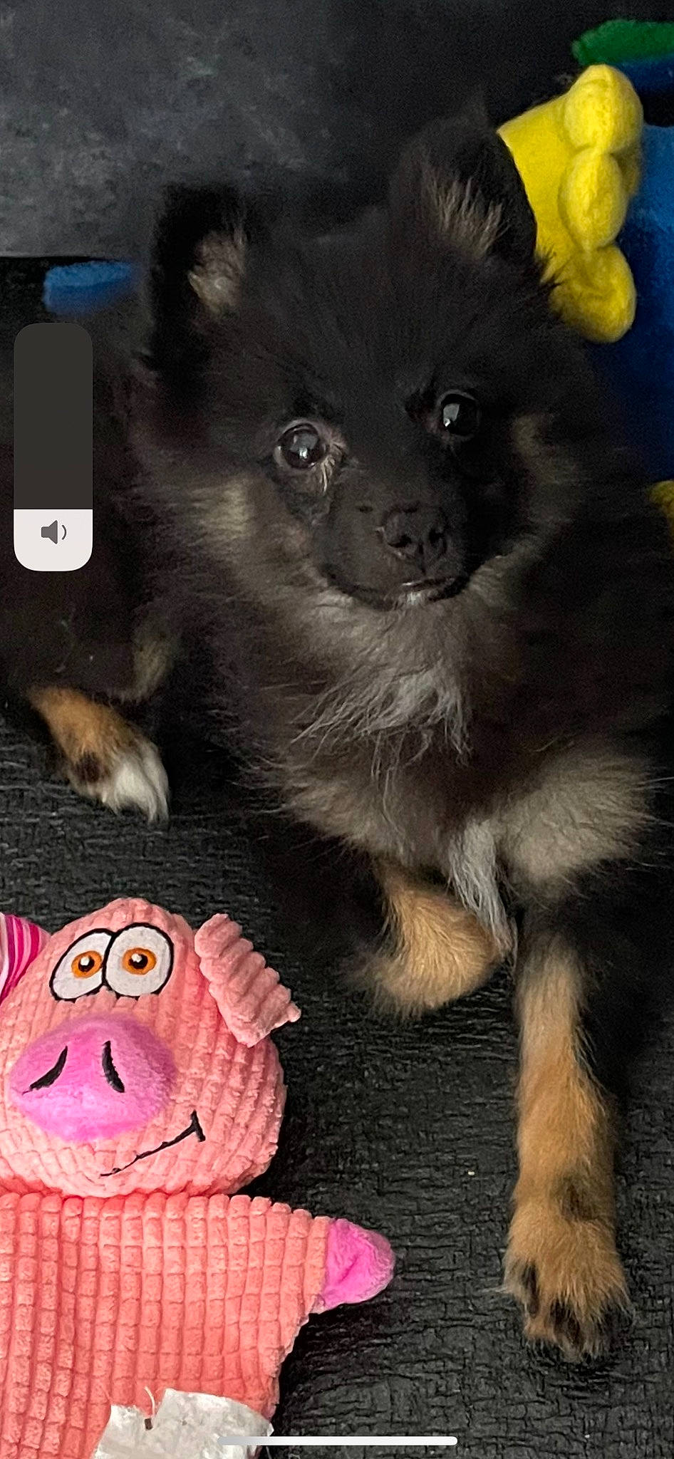 Chelsea participe au concours pour gagner de l'argent avec cette photo : canidae, carnivore, companion_dog, dog, dog_breed, felidae, foot, fur, german_spitz, german_spitz_mittel, mammal, paw, photo_caption, small_to_medium_sized_cats, snout, spitz, terrestrial_animal, toy_dog, whiskers, working_animal