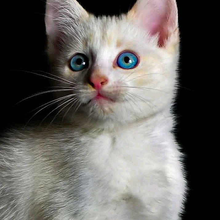 Valérie Declerck participe au concours pour gagner de l'argent avec cette photo : alert, animal, black_background, blue_eyes, cat, close_up, cute, domestic_cat, ears, feline, fluffy, kitten, looking_away, pet, pink_nose, portrait, soft_fur, whiskers, white_fur, young_cat
