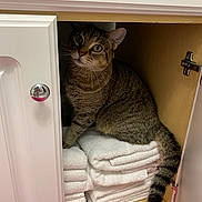 Ally Cat is registered to the contest to win money with this photo: cat, tabby_cat, towel, cabinet, furniture, pet, indoor, curious, striped, whiskers, ears, tail, stacked_towels, wood, door, knob, home, cozy, sitting, peek