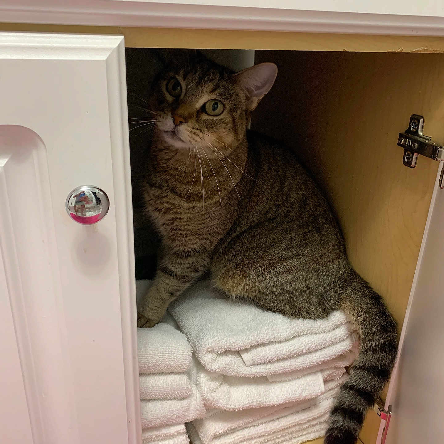 Ally Cat