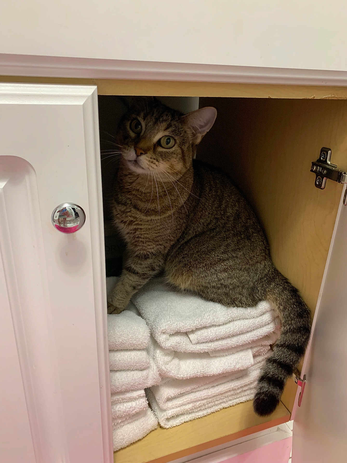 Ally Cat is registered to the contest to win money with this photo: cat, tabby_cat, towel, cabinet, furniture, pet, indoor, curious, striped, whiskers, ears, tail, stacked_towels, wood, door, knob, home, cozy, sitting, peek