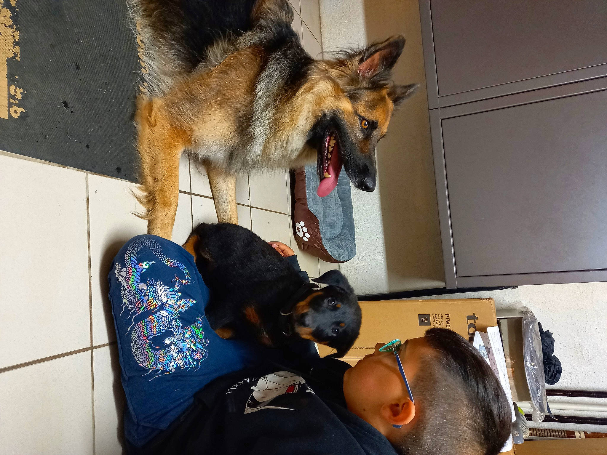 Sniper participe au concours pour gagner de l'argent avec cette photo : backpack, bag, carnivore, companion_dog, dog, dog_breed, east_european_shepherd, fawn, felidae, fur, german_shepherd_dog, hat, herding_dog, king_shepherd, luggage_and_bags, personal_protective_equipment, small_to_medium_sized_cats, snapshot, sporting_group, tail