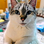 Bryan is registered to the contest to win money with this photo: animal, blanket, blue_eyes, cat, close_up, cute, domestic_cat, ears, feline, front_paws, indoor, lying_down, nose, pet, portrait, relaxed, soft_texture, tabby_pattern, whiskers, white_fur