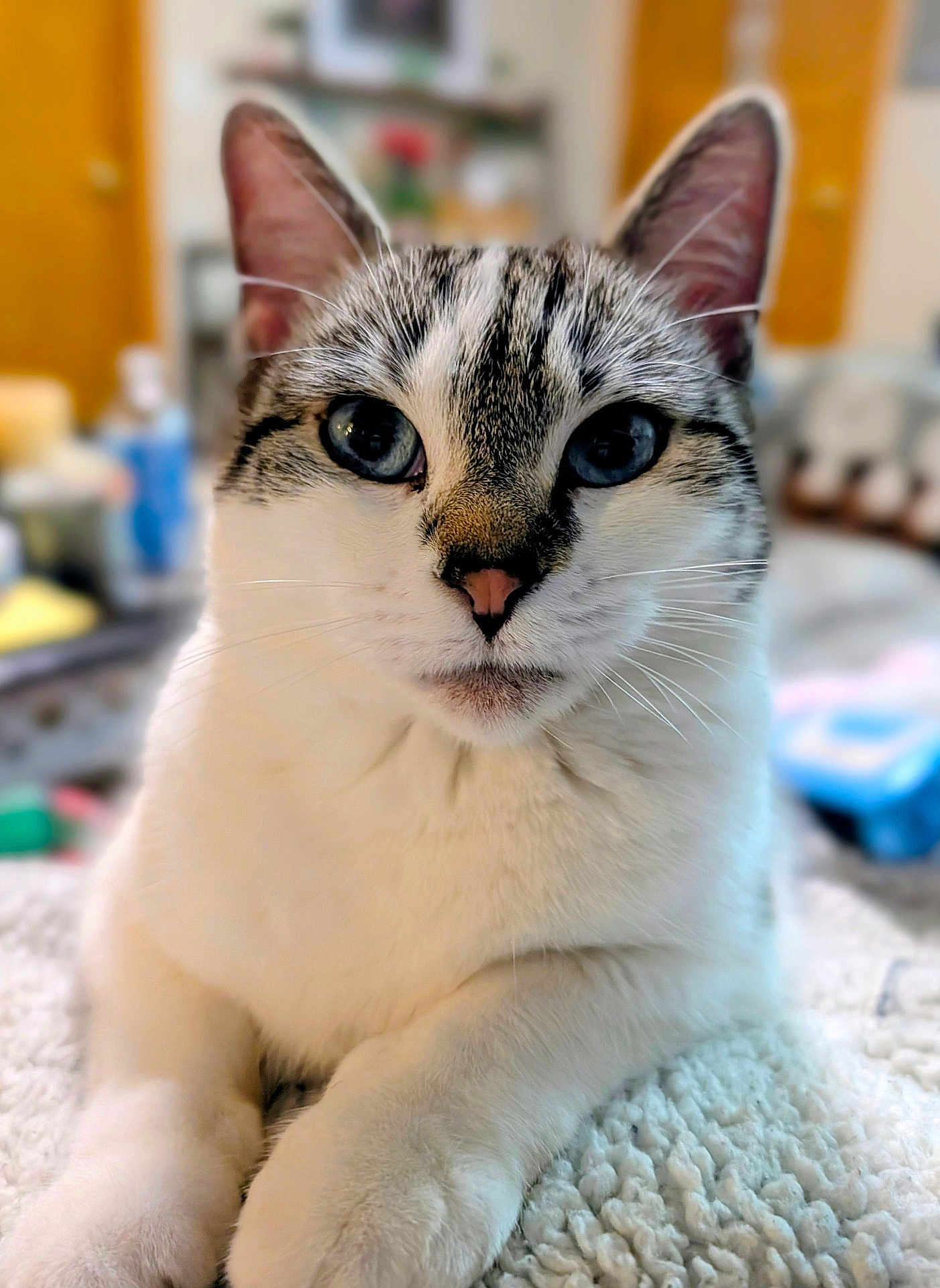 Bryan is registered to the contest to win money with this photo: animal, blanket, blue_eyes, cat, close_up, cute, domestic_cat, ears, feline, front_paws, indoor, lying_down, nose, pet, portrait, relaxed, soft_texture, tabby_pattern, whiskers, white_fur