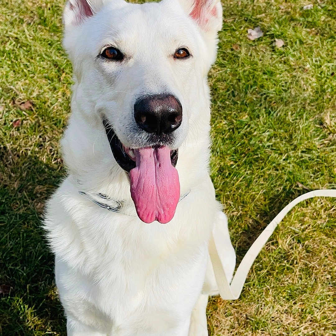 Poseidon joined the competition — help win amazing prizes! accessories, animal, ball, bodypart, canine, dog, eskimodog, grass, husky, lawn, leash, mouth, outdoors, pet, plant, sport, strap, tennis, tennisball, whitedog