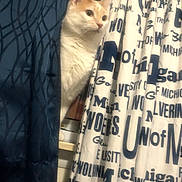 Shiva is registered to the contest to win money with this photo: cat, curtain, text, window, indoor, orange_and_white, animal, pet, peek, fabric, pattern, blue, white, lettering, feline, home, curious, soft_light, domestic, whiskers