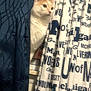 cat, curtain, text, window, indoor, orange_and_white, animal, pet, peek, fabric, pattern, blue, white, lettering, feline, home, curious, soft_light, domestic, whiskers