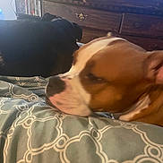 Nazy is registered to the contest to win money with this photo: animal, bedroom, black_dog, blanket, brown_dog, canine, closeup, cozy, dog, domestic, dresser, dvd_shelf, furniture, indoor, pattern, pet, relaxed, resting, sleepy, wood