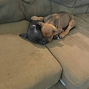 Roxy is registered to the contest to win money with this photo: puppies, dog, sleeping, couch, furniture, brown, black, indoor, pets, cozy, cute, snuggling, resting, animal, canine, home, floor, two, companions, relaxing