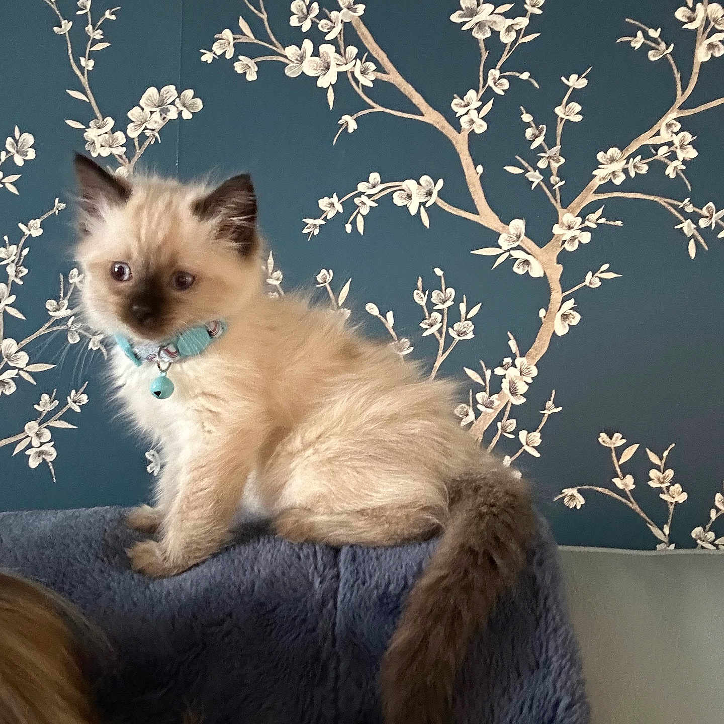 Willow is registered to the contest to win money with this photo: animal, bell, blue_blanket, cat, collar, curious, ears, feline, floral_pattern, fluffy, indoor, kitten, pet, siamese, sitting, soft_texture, tail, teal_wallpaper, whiskers, young_cat