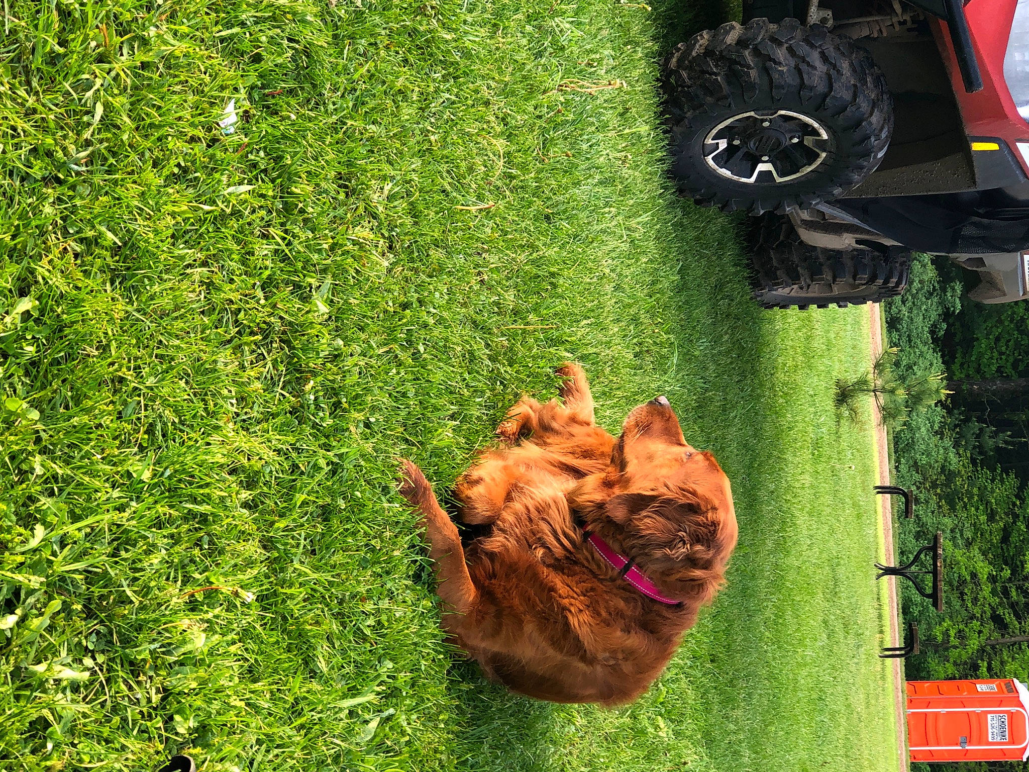 Dixie is registered to the contest to win money with this photo: automotive_tire, carnivore, dog, dog_breed, fawn, fender, grass, grassland, green, groundcover, lawn, liver, plant, shrub, terrestrial_animal, tire, tread, vehicle, wheel, working_animal