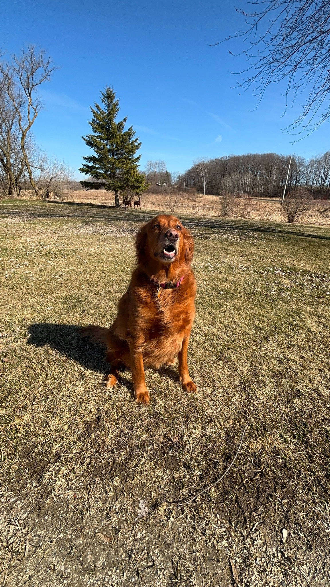 Dixie joined the competition — help win amazing prizes! asphalt, canidae, carnivore, cloud, companion_dog, dog, dog_breed, fawn, fur, grass, landscape, plant, sky, snout, soil, sporting_group, tail, tints_and_shades, tree, wood