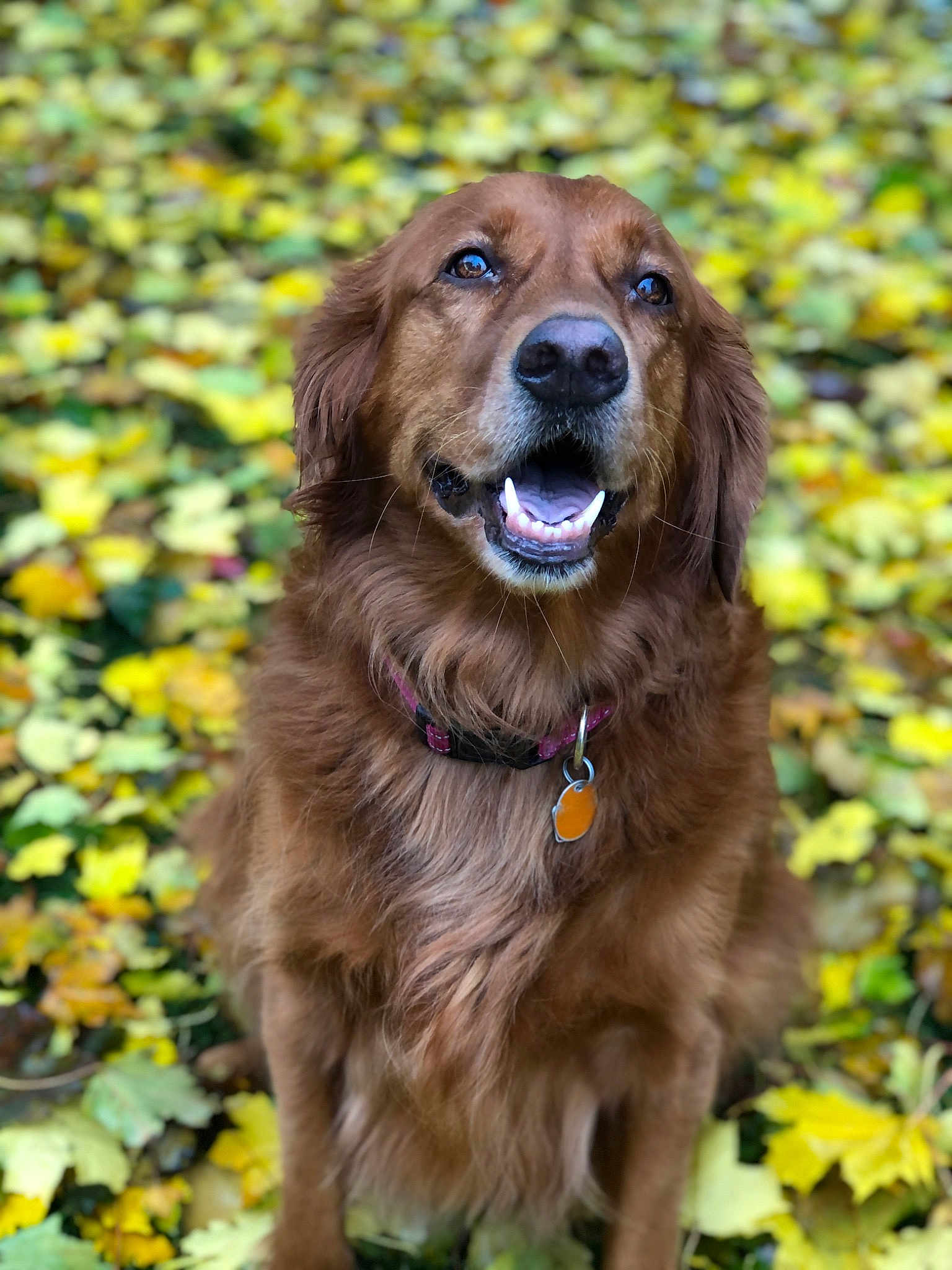 Dixie