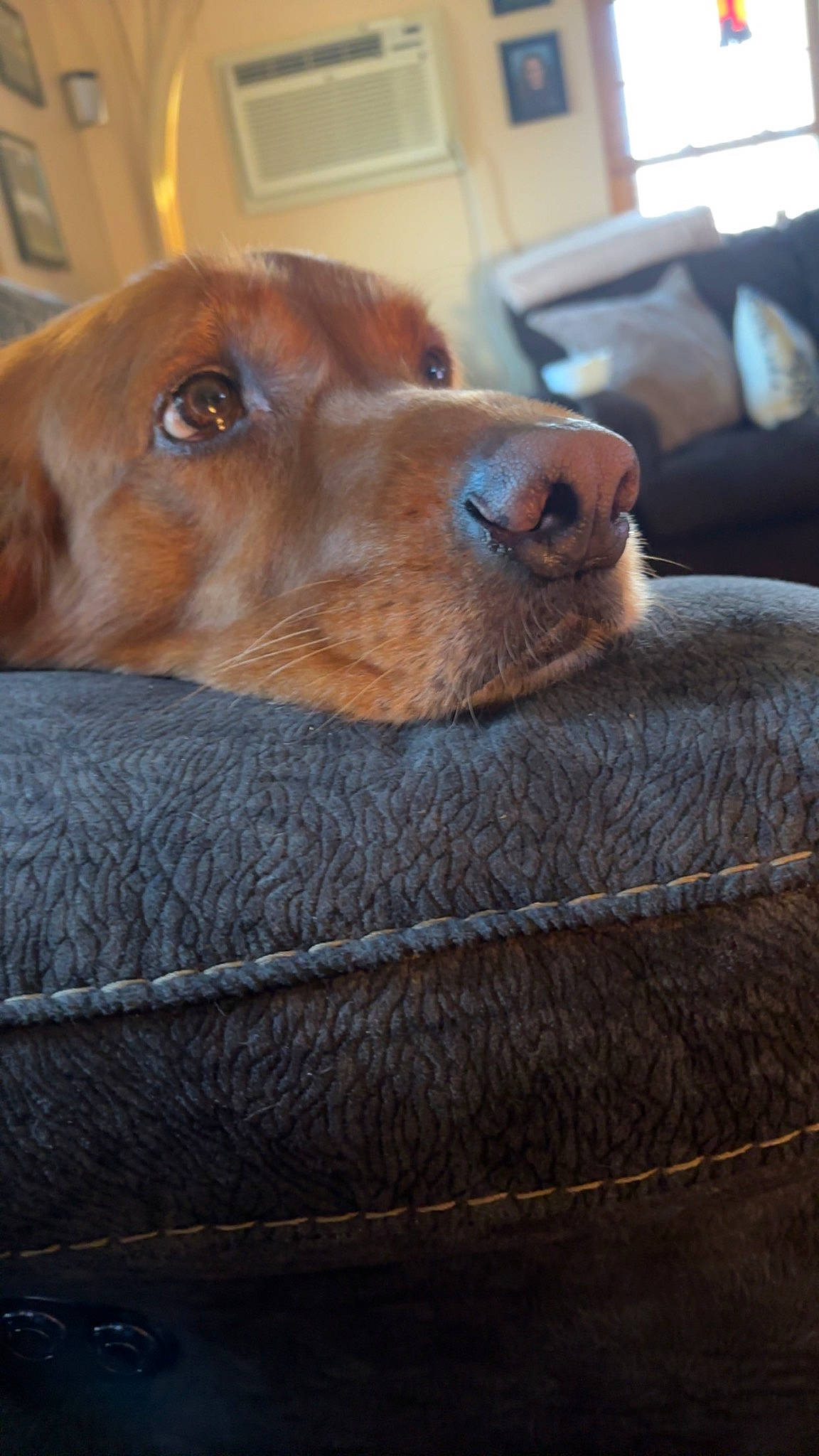 Dixie joined the competition — help win amazing prizes! canidae, carnivore, comfort, companion_dog, couch, dog, dog_breed, fawn, fur, guard_dog, hardwood, hunting_dog, liver, pet_supply, puppy, snout, sporting_group, whiskers, wood, working_animal