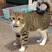 Mikey joined the competition — help win amazing prizes! cat, tabby, pet, indoor, carpet, feline, animal, collar, white_paws, curled_tail, litter_box, striped, cute, curious, whiskers, ears, alert, domestic, home, standing