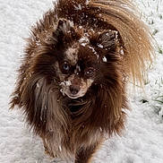 Dita participe au concours pour gagner de l'argent avec cette photo : blue_eye, brown_fur, canine, closeup, dog, ears, fluffy, fur, grass, heterochromia, nose, outdoor, paw_prints, pet, pomeranian, portrait, snow, tail, walking, winter