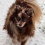 blue_eye, brown_fur, canine, closeup, dog, ears, fluffy, fur, grass, heterochromia, nose, outdoor, paw_prints, pet, pomeranian, portrait, snow, tail, walking, winter