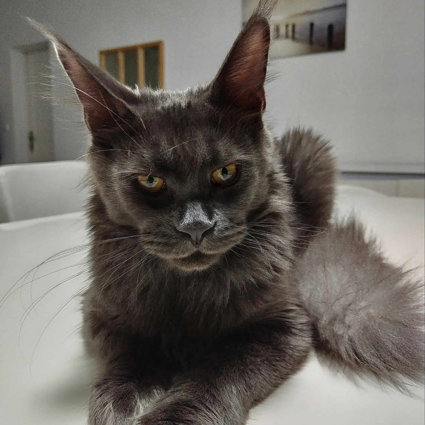 Blue a rejoint le concours — aidez-le/la à gagner de superbes lots ! animal, cat, closeup, domestic_animal, ears, feline, fur, gray_cat, house, indoor, long_fur, looking_at_camera, paw, pet, portrait, relaxed, table, tail, whiskers, yellow_eyes