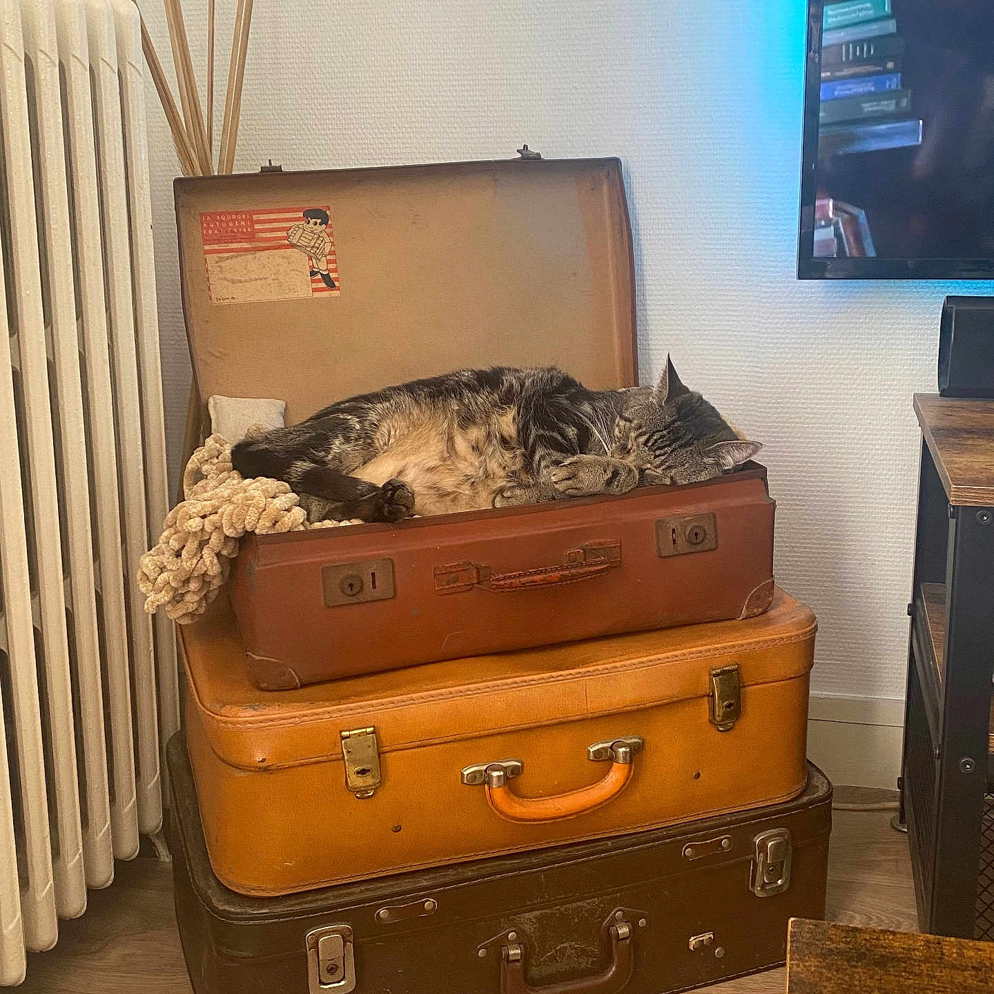 Myson a rejoint le concours — aidez-le/la à gagner de superbes lots ! animal, baggage, box, canine, cat, computerhardware, electronics, hardware, hardwood, monitor, performer, person, pet, screen, stainedwood, suitcase, wood