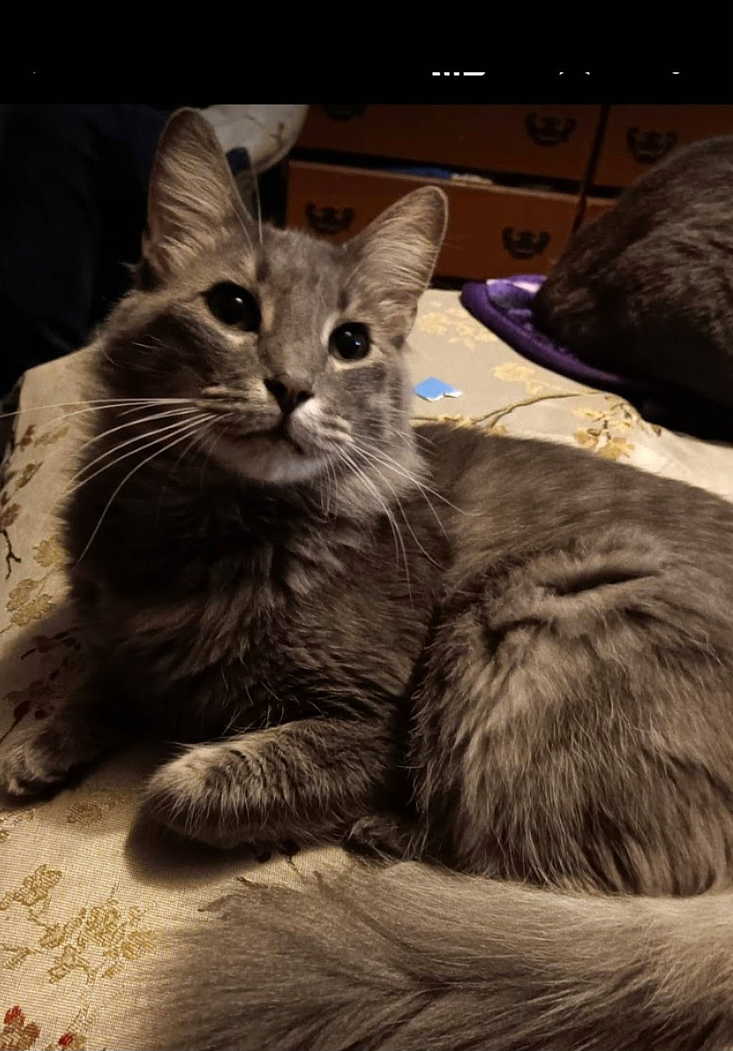 Crinkles is registered to the contest to win money with this photo: box, carnivore, cat, chest_of_drawers, claw, comfort, domestic_short_haired_cat, felidae, fur, grey, home_appliance, monochrome_photography, paw, sitting, small_to_medium_sized_cats, snout, tail, television, terrestrial_animal, whiskers