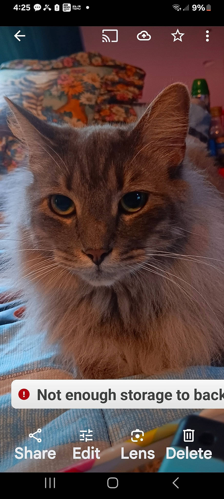 Crinkles joined the competition — help win amazing prizes! carnivore, cat, electric_blue, event, fawn, felidae, font, fur, illustration, mammal, photo_caption, small_to_medium_sized_cats, snout, terrestrial_animal, vertebrate, whiskers, wildlife