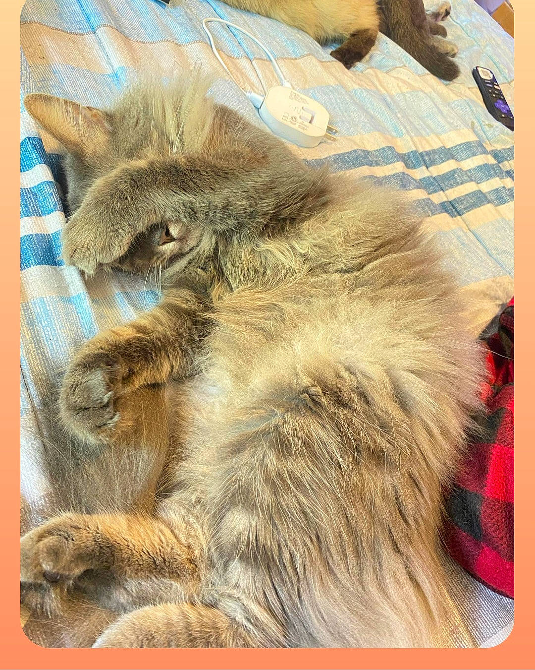 Crinkles joined the competition — help win amazing prizes! carnivore, cat, claw, fashion_accessory, fawn, felidae, fur, liver, paw, rectangle, small_to_medium_sized_cats, tail, terrestrial_animal, textile, whiskers