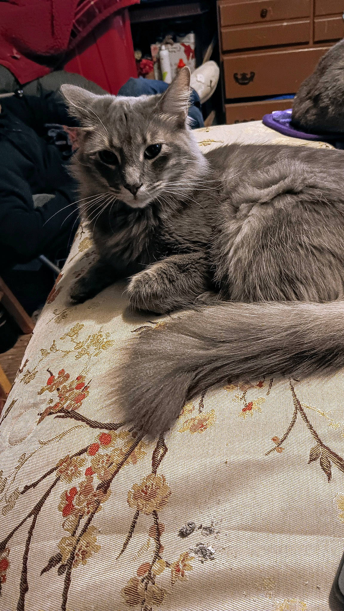 Crinkles is registered to the contest to win money with this photo: carnivore, cat, chest_of_drawers, claw, comfort, domestic_short_haired_cat, felidae, fur, grey, nap, paw, plant, small_to_medium_sized_cats, tail, terrestrial_animal, tire, wheel, whiskers, wood