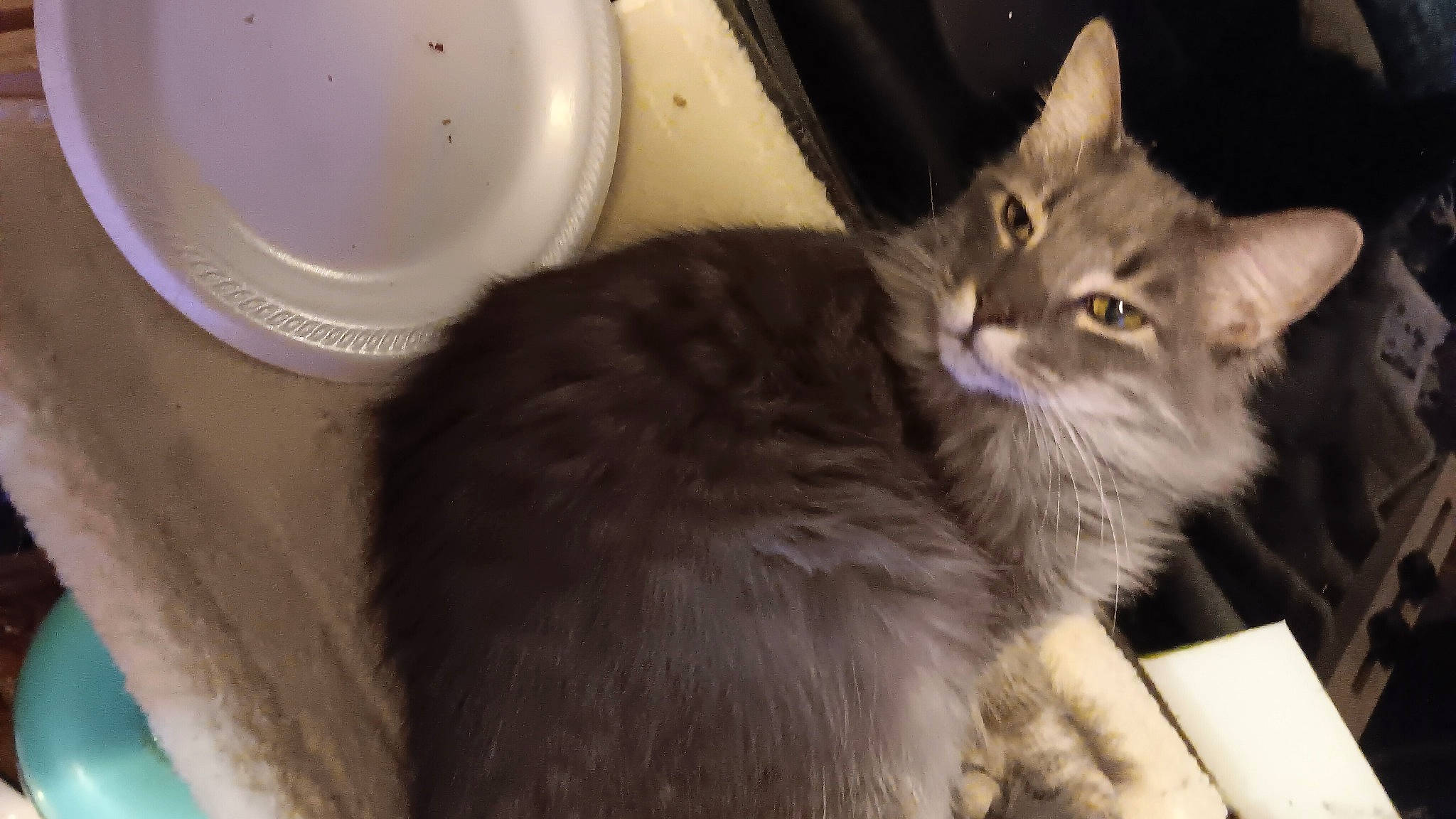 Crinkles joined the competition — help win amazing prizes! box, cardboard, carnivore, cat, ceramic, claw, domestic_short_haired_cat, felidae, fur, paw, plastic, porcelain, serveware, small_to_medium_sized_cats, snout, tail, whiskers