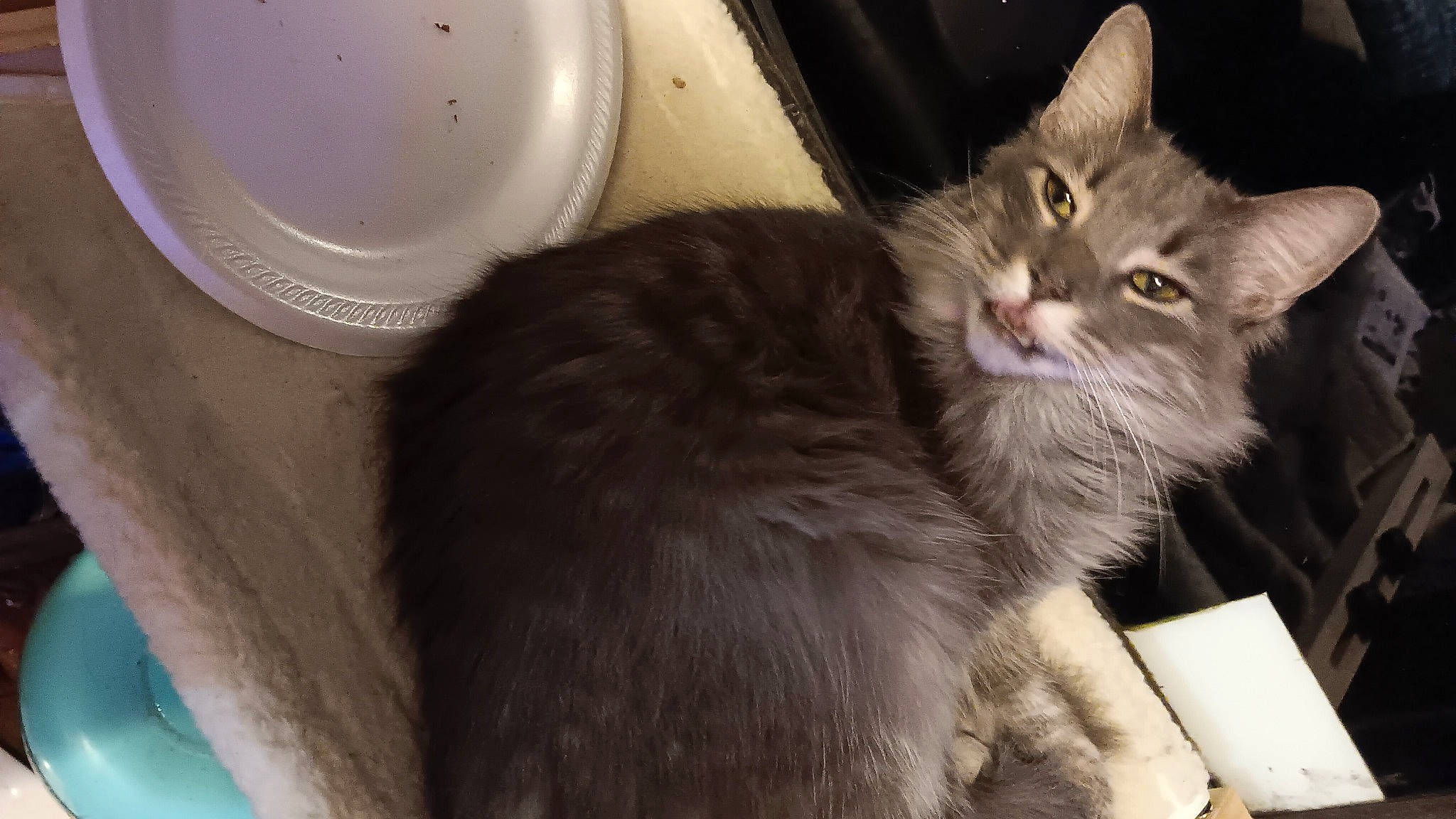 Crinkles is registered to the contest to win money with this photo: box, cardboard, carnivore, cat, cat_supply, claw, dishware, domestic_short_haired_cat, fawn, felidae, fur, paw, serveware, shipping_box, small_to_medium_sized_cats, snout, tail, whiskers