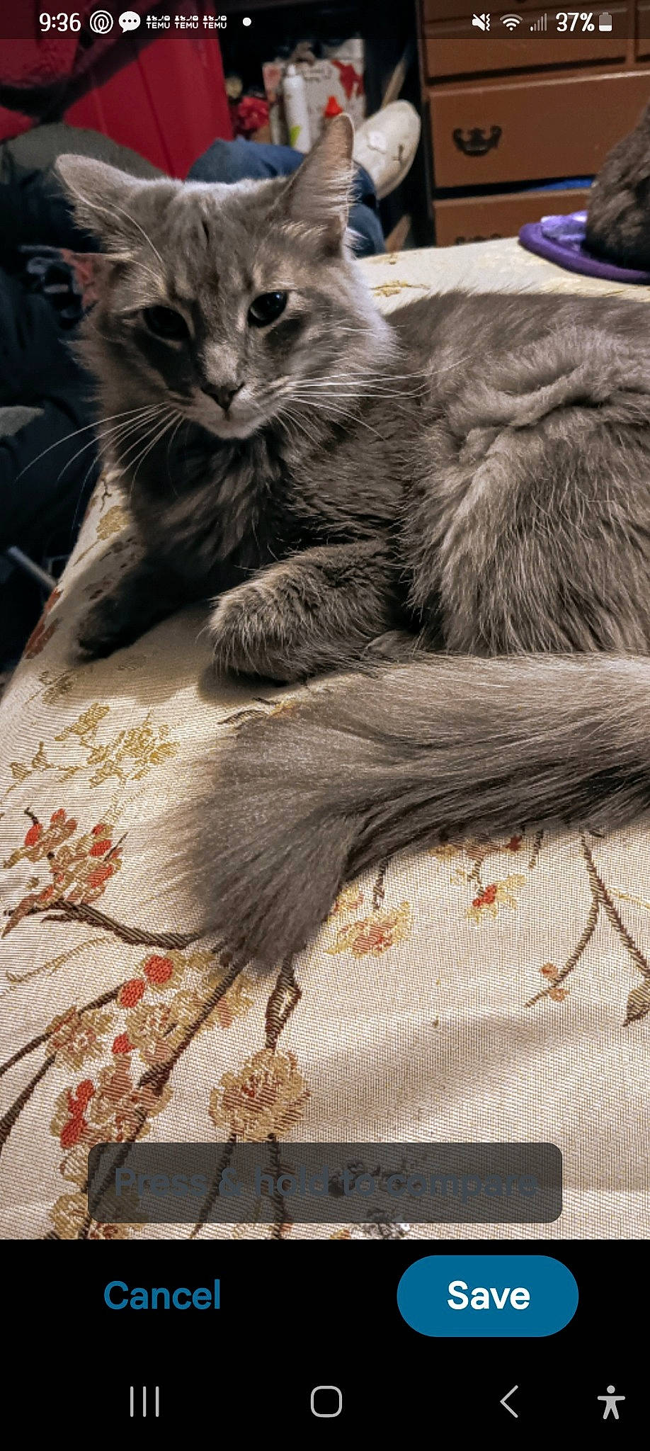 Crinkles joined the competition — help win amazing prizes! carnivore, cat, claw, domestic_short_haired_cat, felidae, foot, fur, grey, nap, paw, plant, sitting, small_to_medium_sized_cats, snout, tail, terrestrial_animal, whiskers, wildlife, wood