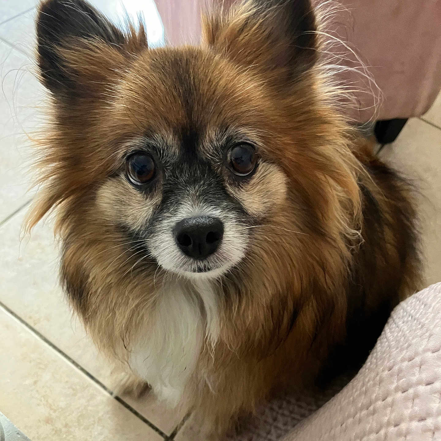 Cannelle a rejoint le concours — aidez-le/la à gagner de superbes lots ! animal, canine, chihuahua, cockerspaniel, couch, dog, eskimodog, furniture, indoors, interiordesign, papillon, pet, puppy, snout, terrier