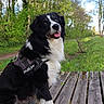 animal, black_and_white, canine, daylight, dog, fur, grass, greenery, happy, julius_k9_harness, leash, nature, outdoor, park, path, pet, sitting, tongue_out, trees, wooden_deck