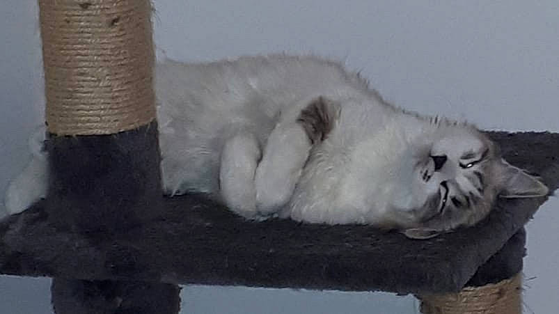 Poupy a rejoint le concours — aidez-le/la à gagner de superbes lots ! british_longhair, british_semi_longhair, british_shorthair, carnivore, cat, felidae, fur, paw, persian, ragamuffin, ragdoll, small_to_medium_sized_cats, whiskers