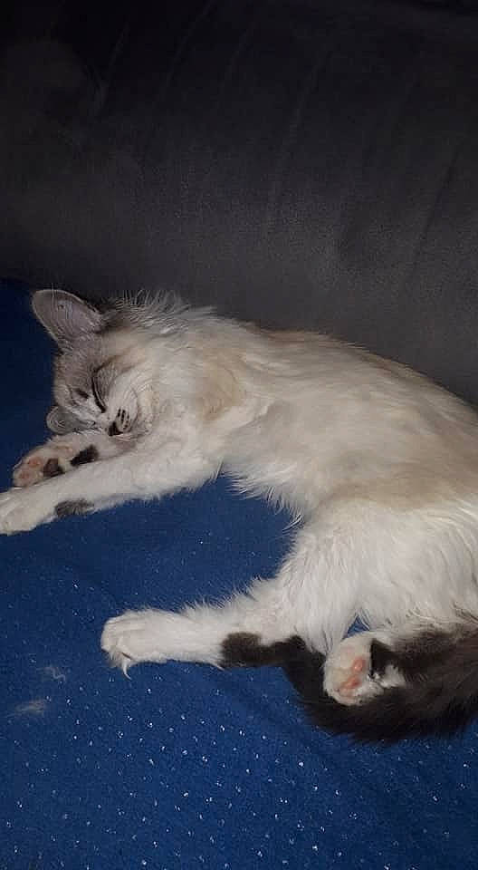 Poupy a rejoint le concours — aidez-le/la à gagner de superbes lots ! balinese, carnivore, cat, domestic_long_haired_cat, felidae, fur, javanese, kitten, mammal, oriental_longhair, ragamuffin, ragdoll, small_to_medium_sized_cats, tail, turkish_angora, whiskers