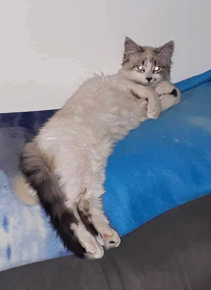 Poupy participe au concours pour gagner de l'argent avec cette photo : british_semi_longhair, carnivore, cat, domestic_long_haired_cat, domestic_short_haired_cat, felidae, fur, kitten, mammal, norwegian_forest_cat, ojos_azules, persian, polydactyl_cat, ragamuffin, ragdoll, siberian, small_to_medium_sized_cats, tail, turkish_angora, whiskers