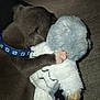 puppy, dog, toy, stuffed_animal, collar, paw_prints, fur, cute, pet, animal, indoor, closeup, clinging, soft, carpet, snuggle, small, brown, white, gray