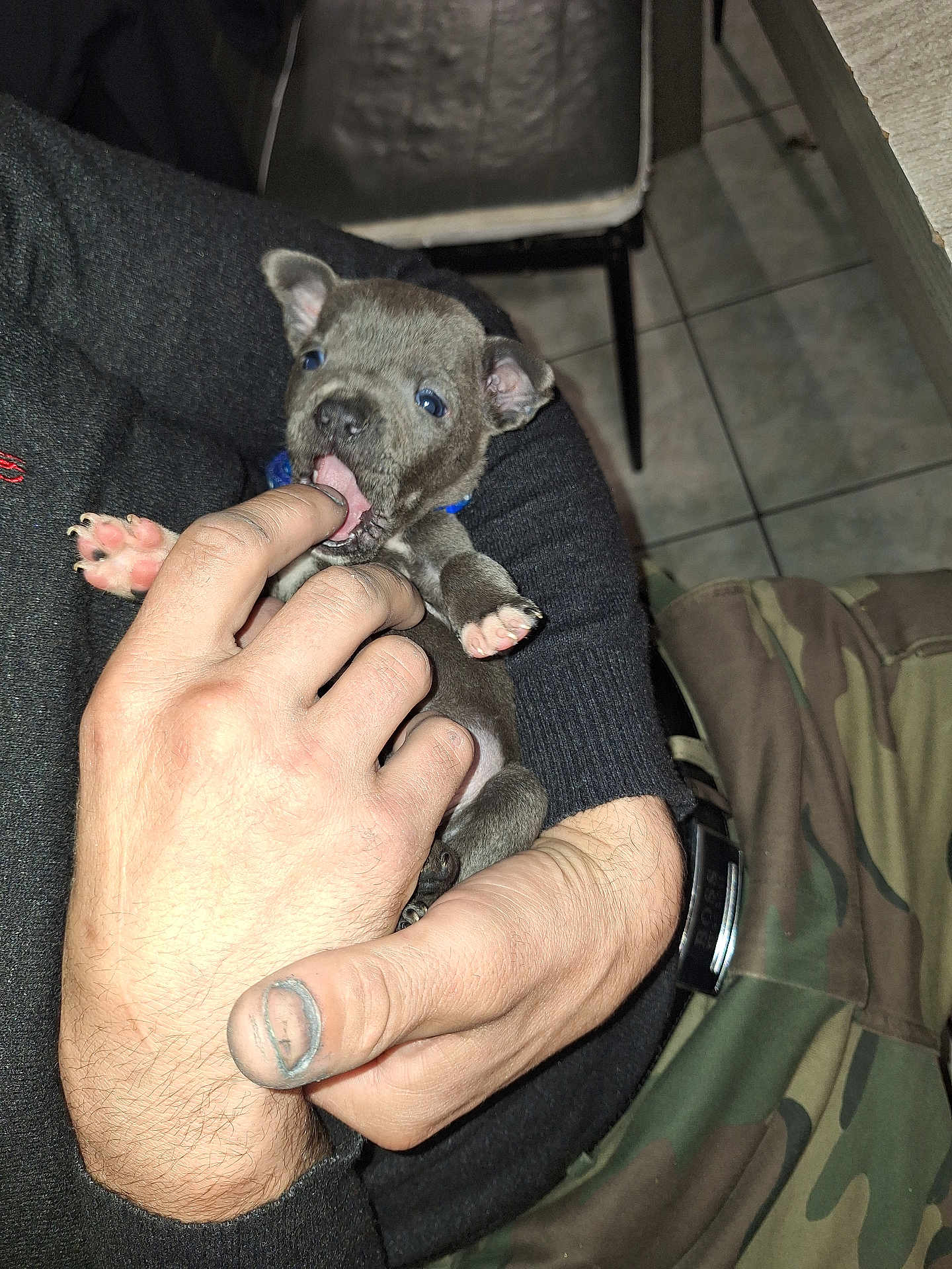 Asko participe au concours pour gagner de l'argent avec cette photo : puppy, dog, bite, hand, person, indoor, tile_floor, black_sweater, camouflage_pants, cute, small, pet, cradling, fingers, paw, blue_collar, young_dog, playing, human_hand, closeup