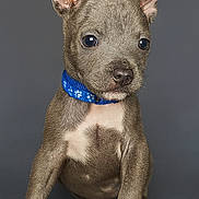 Asko a rejoint le concours — aidez-le/la à gagner de superbes lots ! adorable, animal, blue_collar, brown_fur, canine, cute, dog, ears, fur, indoor, isolated, looking, paw, pet, portrait, puppy, sitting, small, studio, young