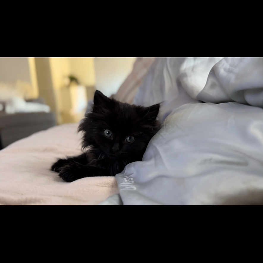 Boo joined the competition — help win amazing prizes! animal, bed, bedroom, blackcat, blanket, canine, cat, couch, cushion, dog, furniture, homedecor, indoors, kitten, manx, pet, room