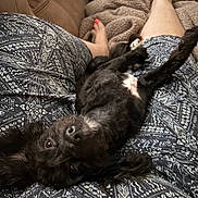 Prince is registered to the contest to win money with this photo: animal, black_dog, blanket, casual, comfort, couch, cozy, dog, feet, fur, home, indoor, lap, legs, patterned_pants, person, pet, playing, relaxed, resting