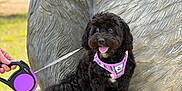 Prince is registered to the contest to win money with this photo: animal, background_blur, black_dog, closeup, dog, grass, hand, happy, leash, nature, outdoor, paw, pet, pink_harness, playful, sculpture, small_dog, statue, texture, tongue_out