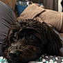 Prince joined the competition — help win amazing prizes! animal, background_blur, black_dog, blanket, close_up, comfort, cozy, cute, dog, eyes, face, fur, home, indoor, lying_down, nose, pet, resting, sleepy, soft
